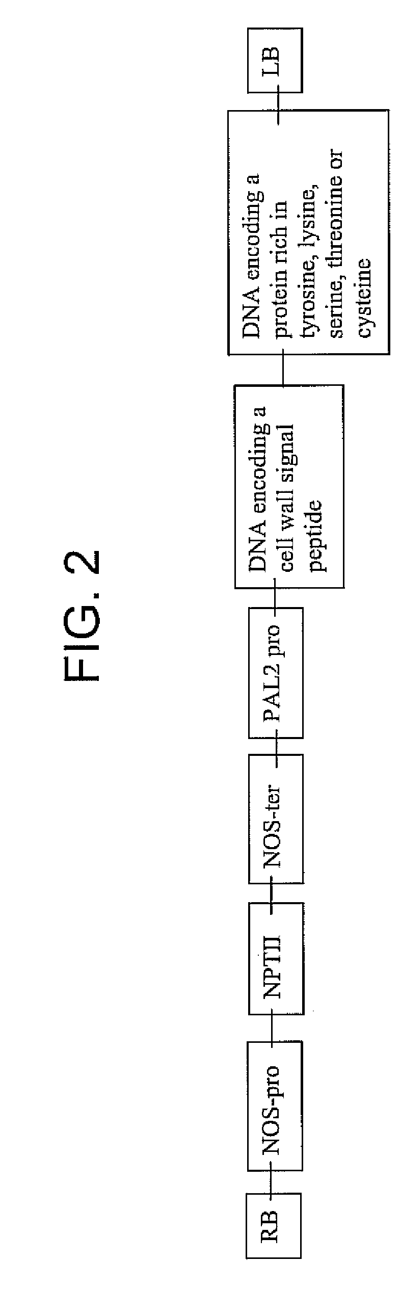 Compositions and methods relating to transgenic plants and cellulosic ethanol production