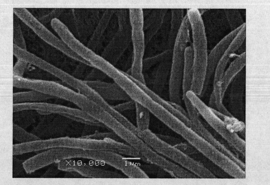 Streptomyces griseoflavus for resisting alfalfa diseases and screening method thereof