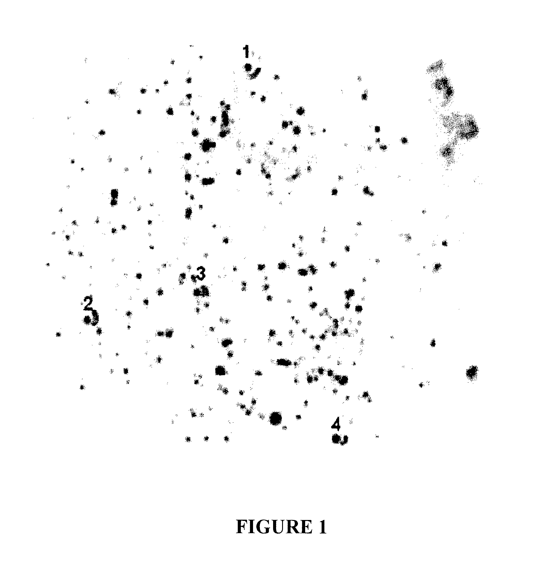 Prion protein ligands and methods of use