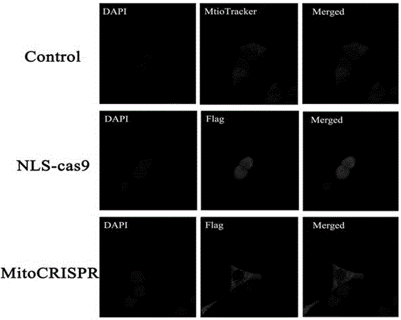 A method of performing targeted editing on a mitochondrial genome by utilizing CRISPR/Cas9
