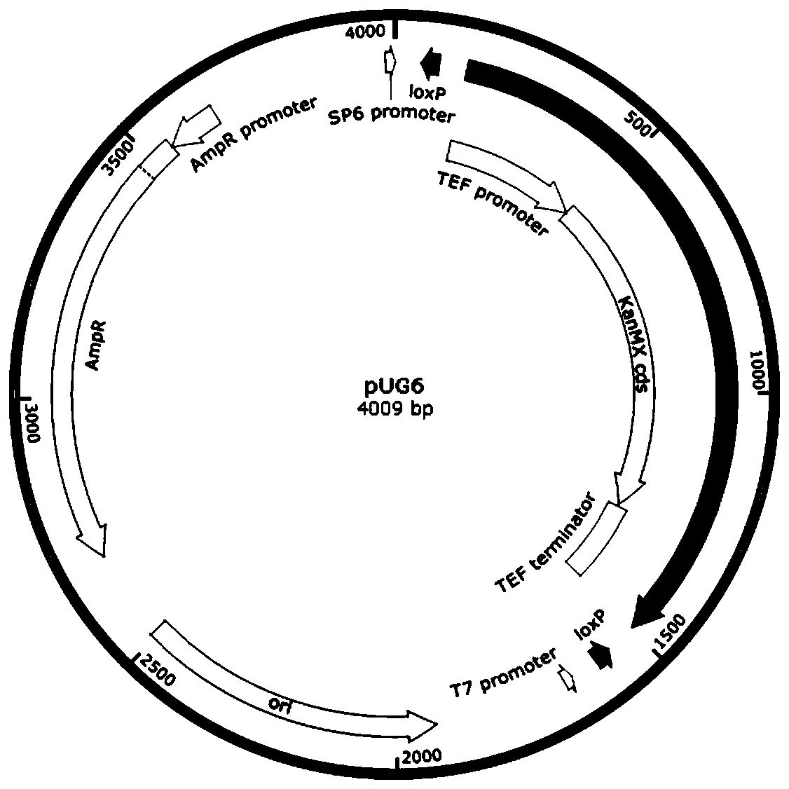 Recombinant yeast, construction method thereof and application of recombinant yeast in preparing tyrosol and derivatives