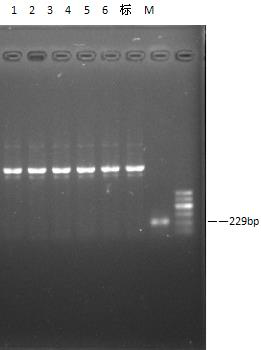 Traditional Chinese medicine composition for preventing and treating poultry cold in autumn and winter and preparation method thereof