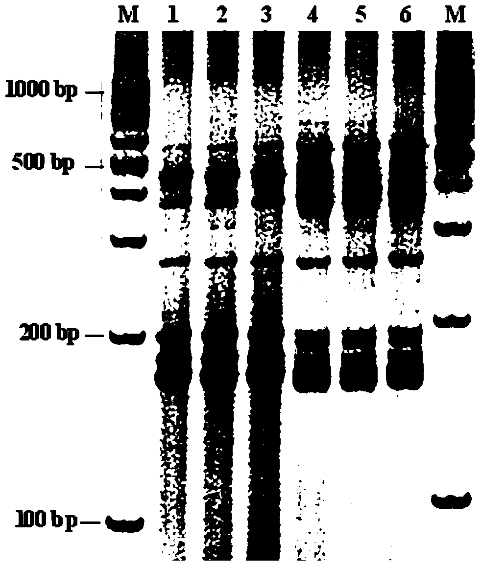 Molecular marker linked to bolting resistance gene of head cabbage and its obtaining method