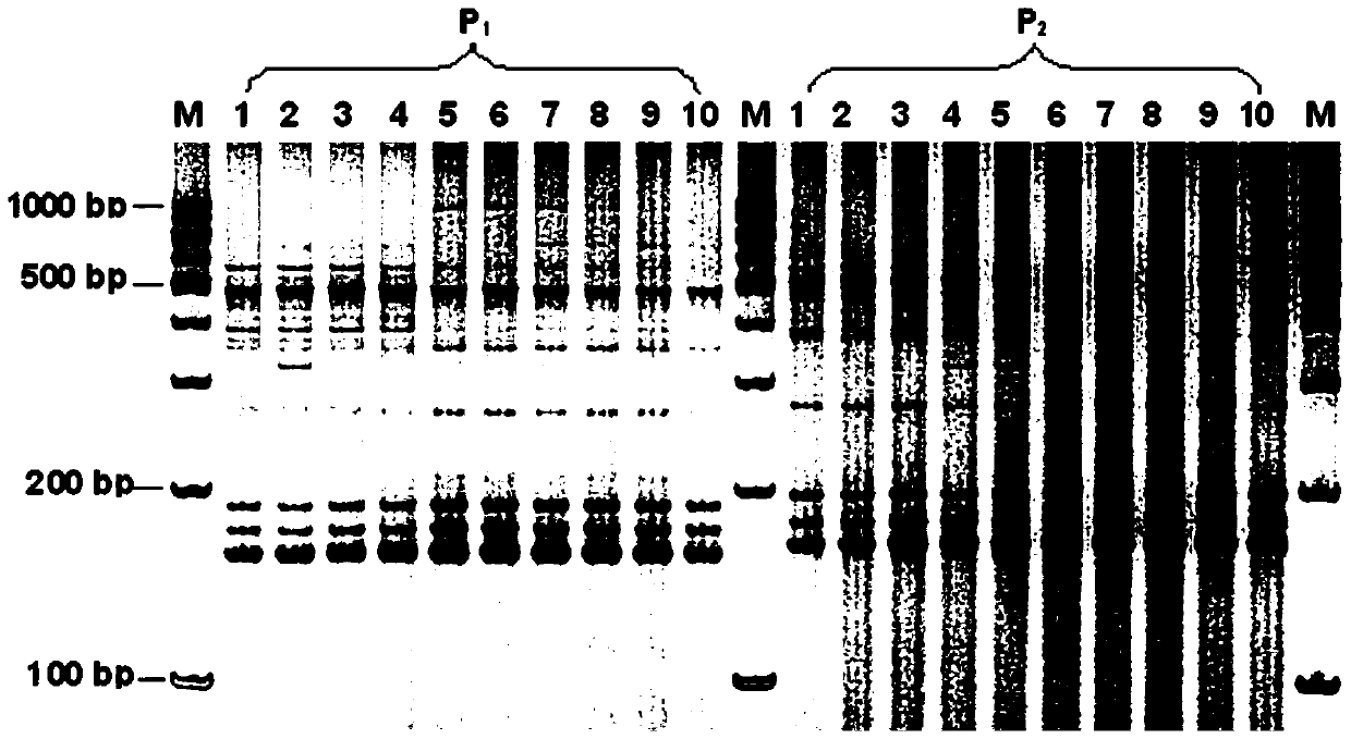 Molecular marker linked to bolting resistance gene of head cabbage and its obtaining method