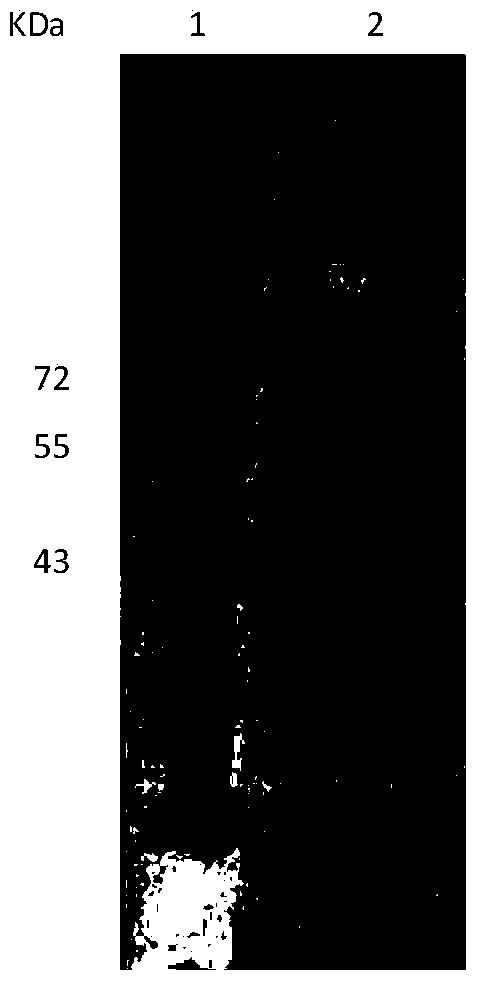 High-temperature acid beta-mannase Man5DW1, and gene and application thereof