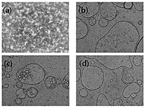 Surface-modified amphiphilic anisotropic powder, emulsion composition containing the same and preparation method thereof