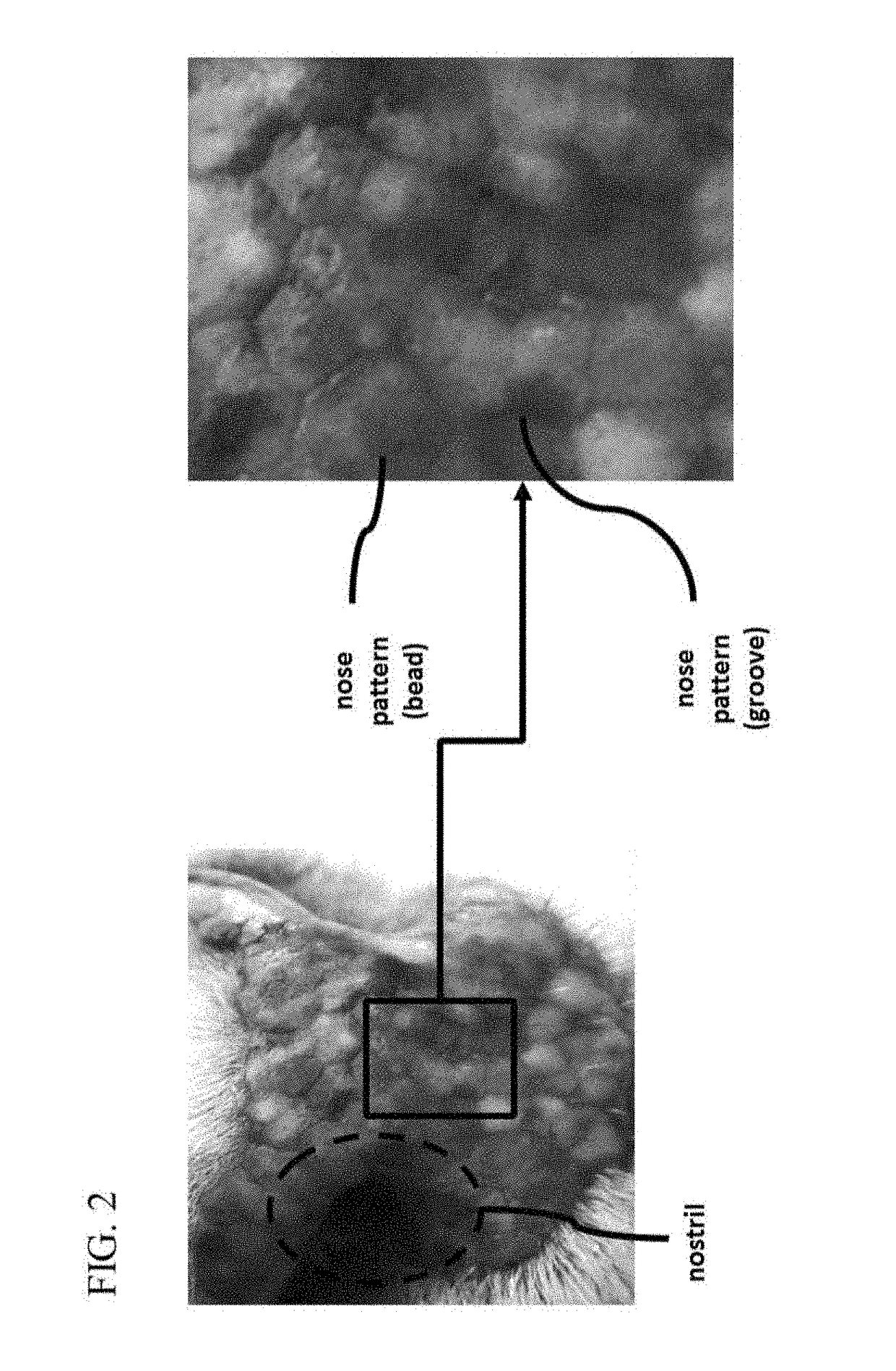 Device for recognizing animal's identity by using animal nose prints