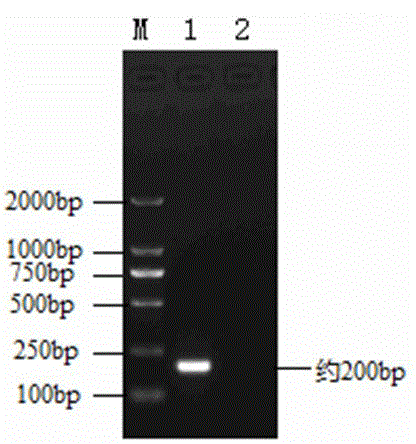 A strain of porcine parvovirus