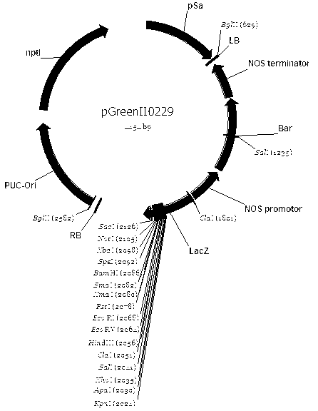 Plant expression vector facilitating connection of genes as well as construction method and applications thereof