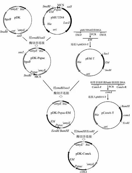 Method for increasing yield of Bacillus subtilis antimicrobial peptide by overexpression comA gene