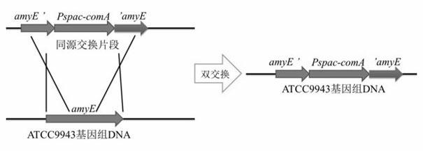 Method for increasing yield of Bacillus subtilis antimicrobial peptide by overexpression comA gene