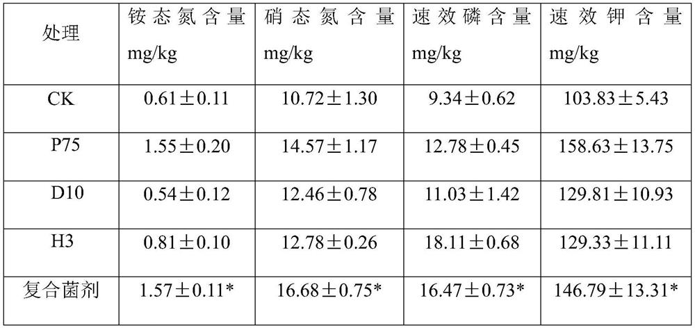 A preparation method of compound bacteria and its application in improving sandstone soil