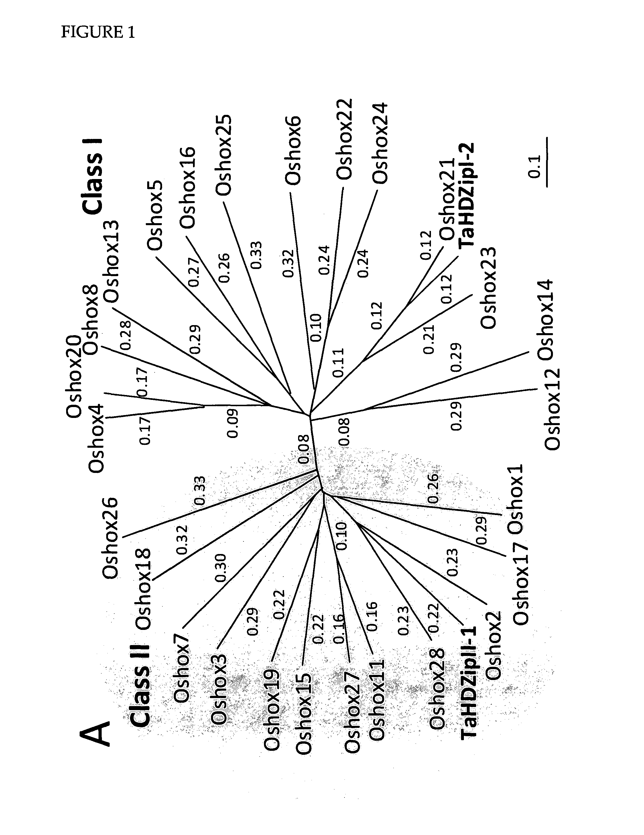 Modulation of plant cell wall deposition via hdzipi