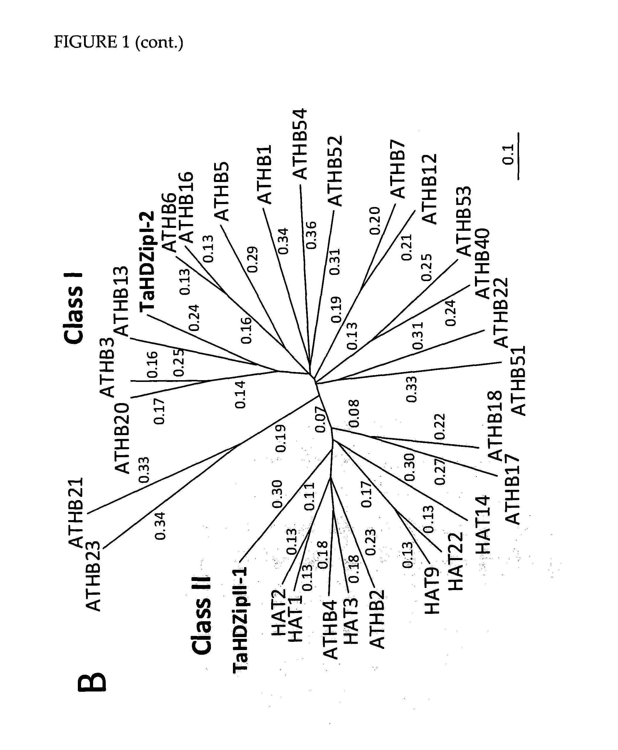 Modulation of plant cell wall deposition via hdzipi