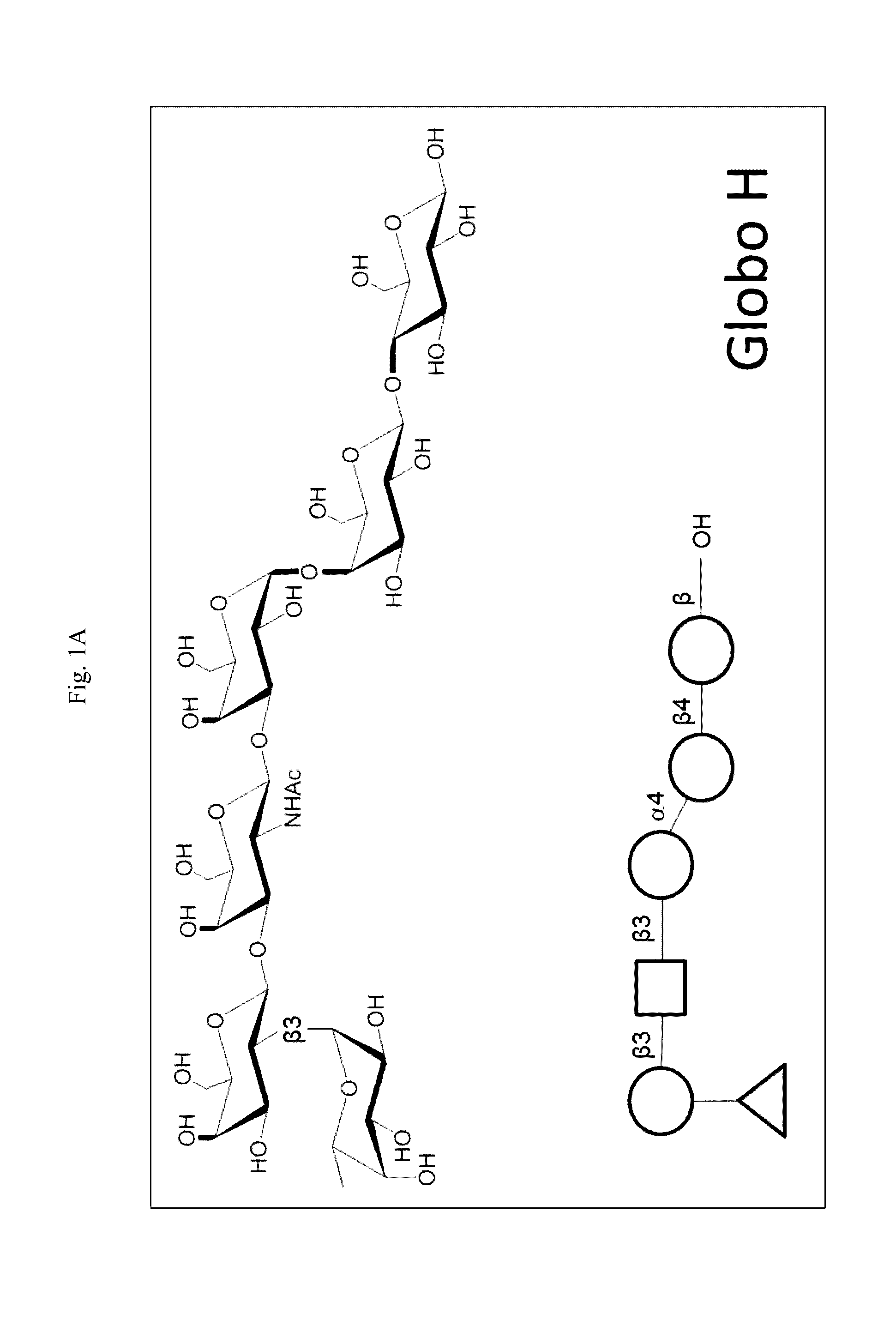 Immunogenic/therapeutic glycoconjugate compositions and uses thereof