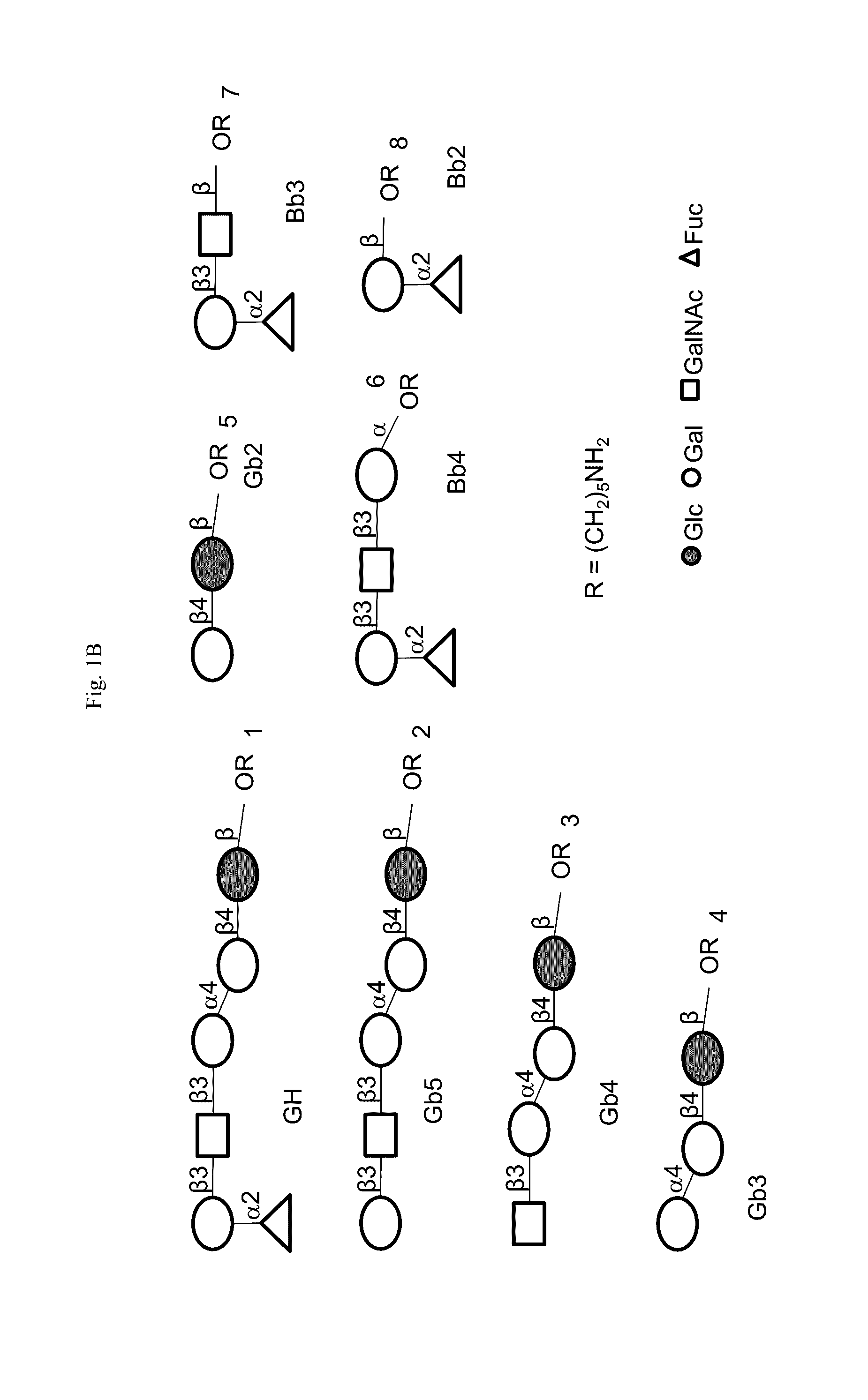 Immunogenic/therapeutic glycoconjugate compositions and uses thereof
