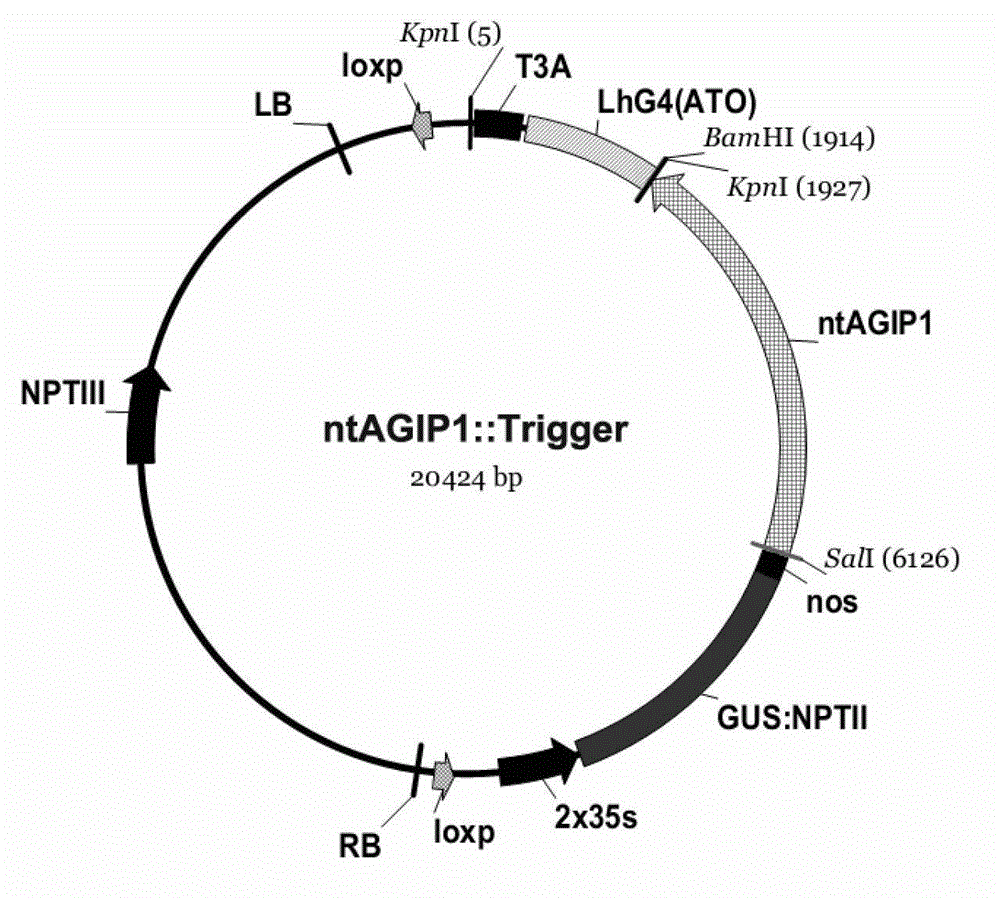 Hybrid crop transgenic safety control method and gene deletion system for implementing same