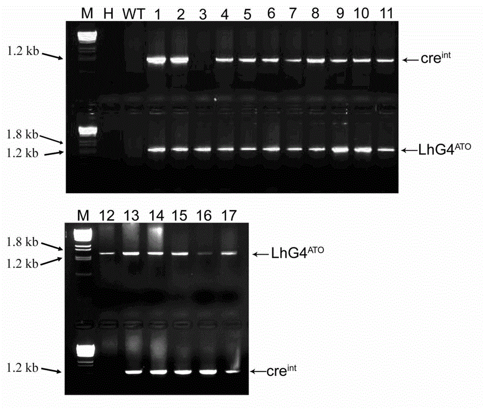 Hybrid crop transgenic safety control method and gene deletion system for implementing same