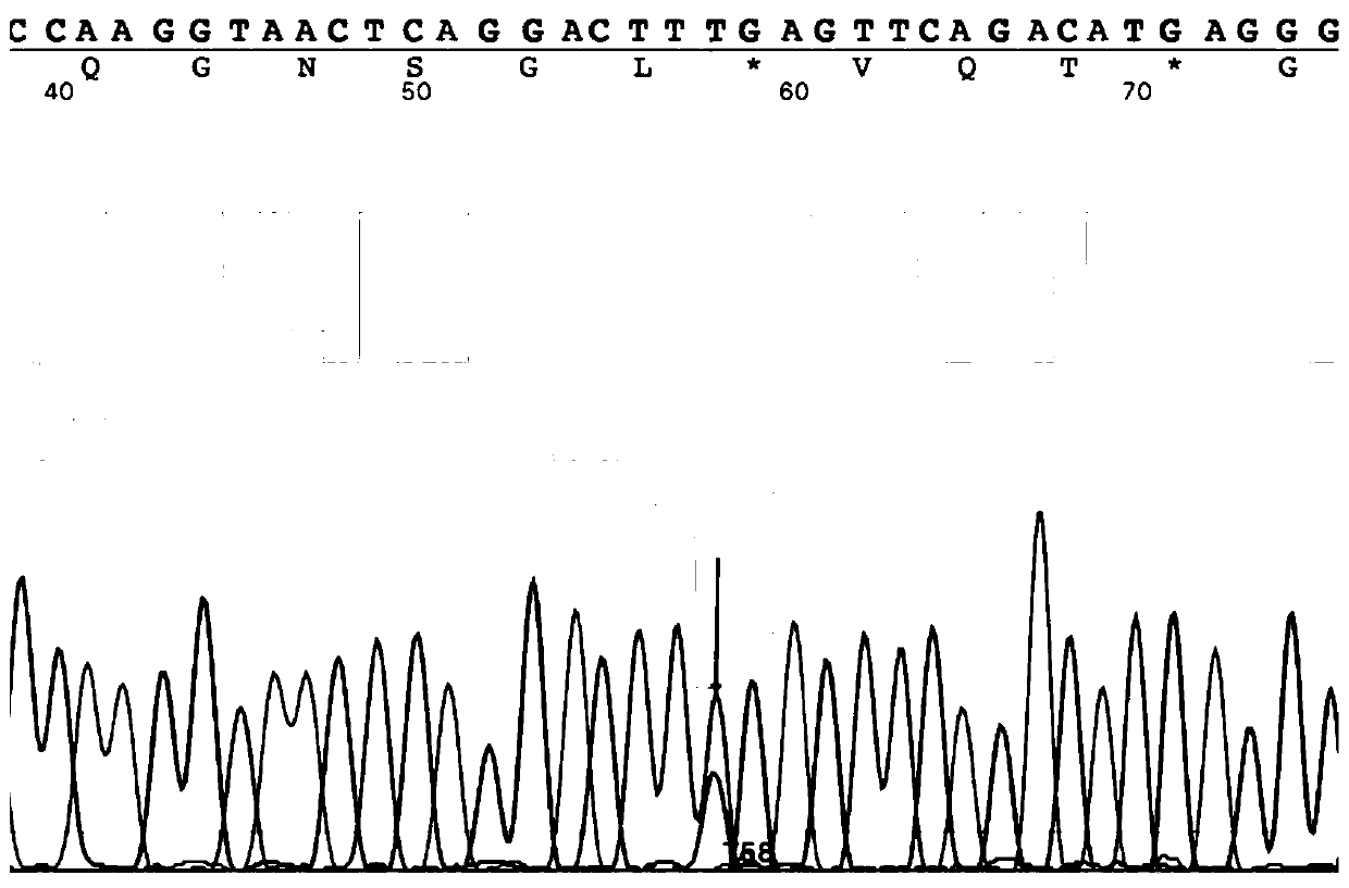 A diagnostic kit and method for detecting mutation of exon 13 of human c-kit gene