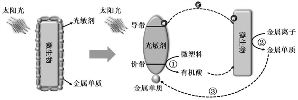 Biological photoelectrochemical reagent for synchronously realizing plastic degradation and heavy metal reduction, and preparation method thereof