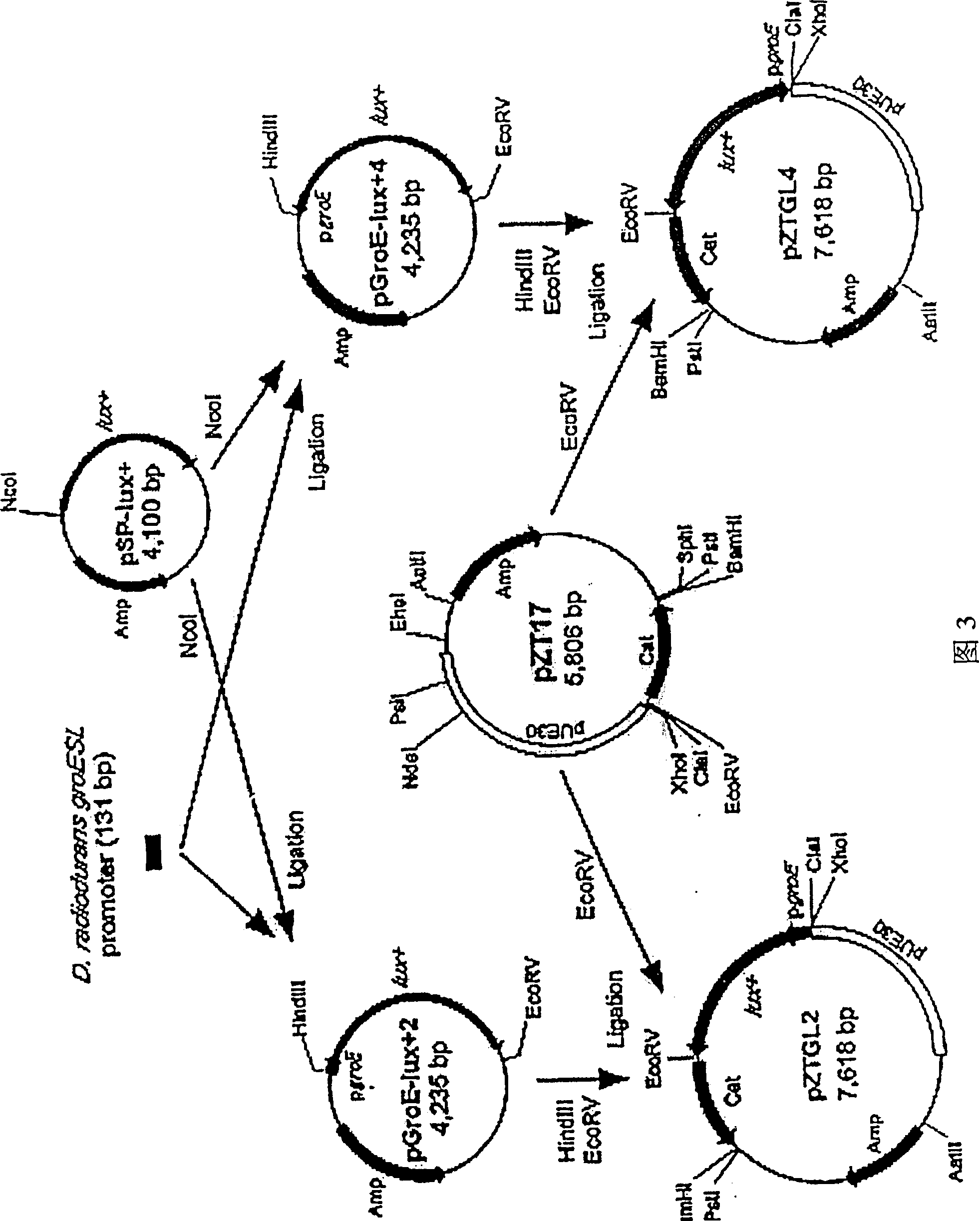 Method for preparing radio-resistant bacterium having luciferase activity