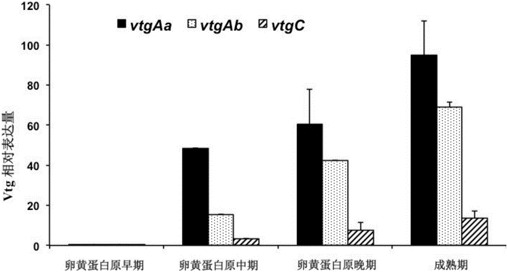 Mudskipper's multi-type vitellogenin Vtg gene full-length sequence and cloning method thereof