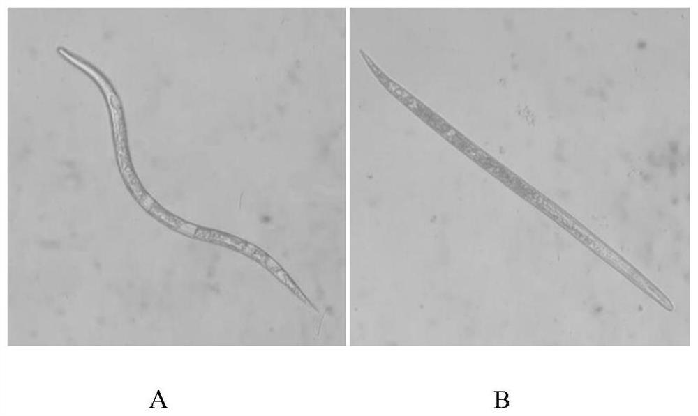 Application of Acetaldehyde in Preparation of Nematode Insecticide