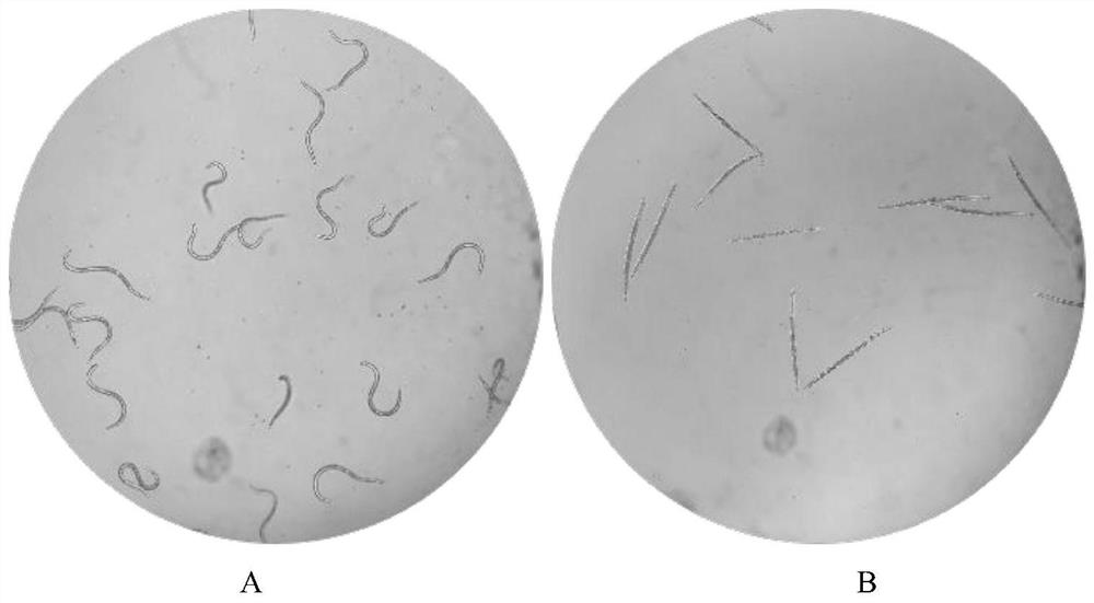 Application of Acetaldehyde in Preparation of Nematode Insecticide