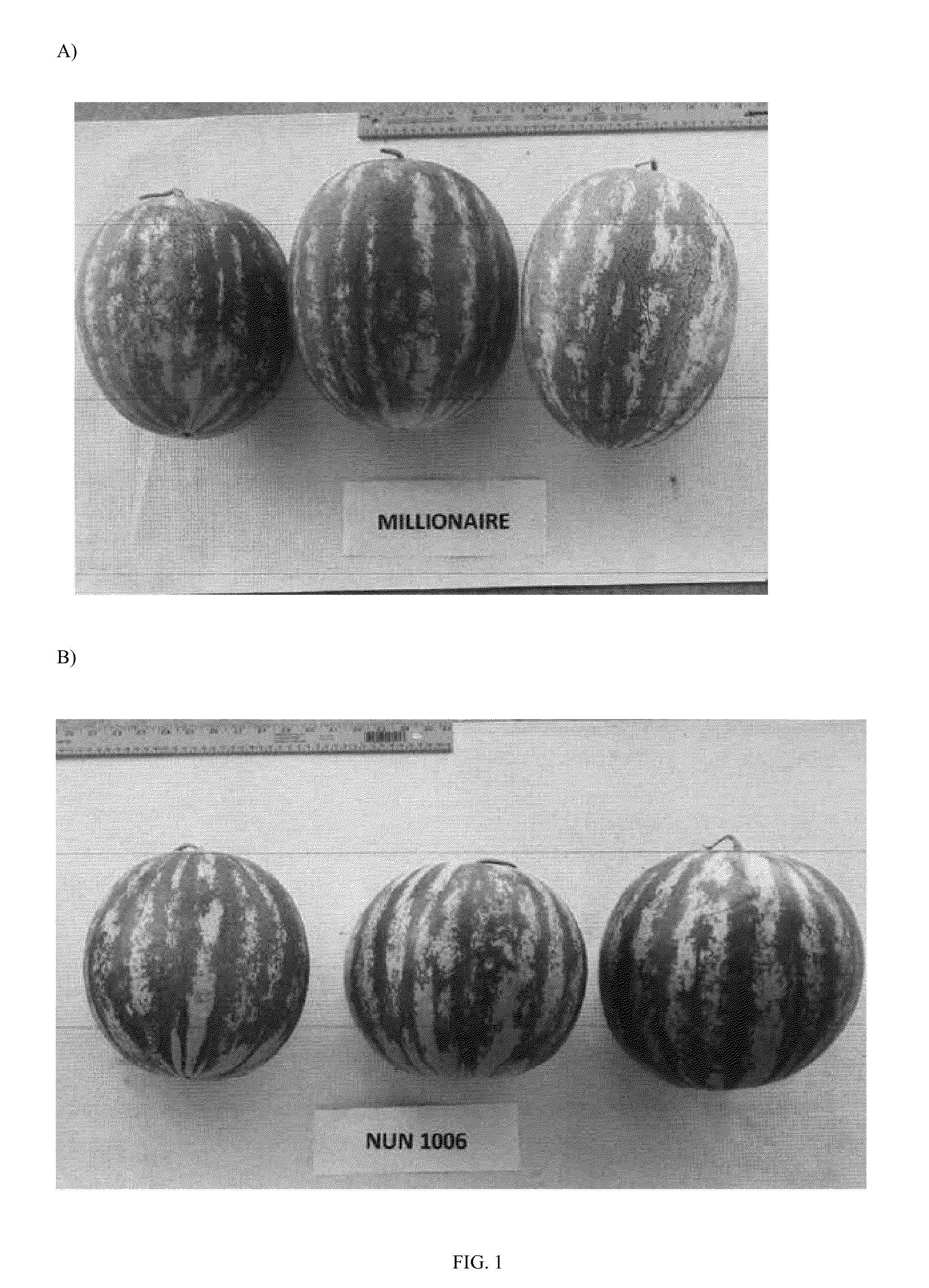 Watermelon variety nun 01006 wmw