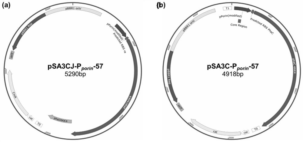 A method for producing short-medium-chain polyhydroxyalkanoate pha and functional derivatives thereof