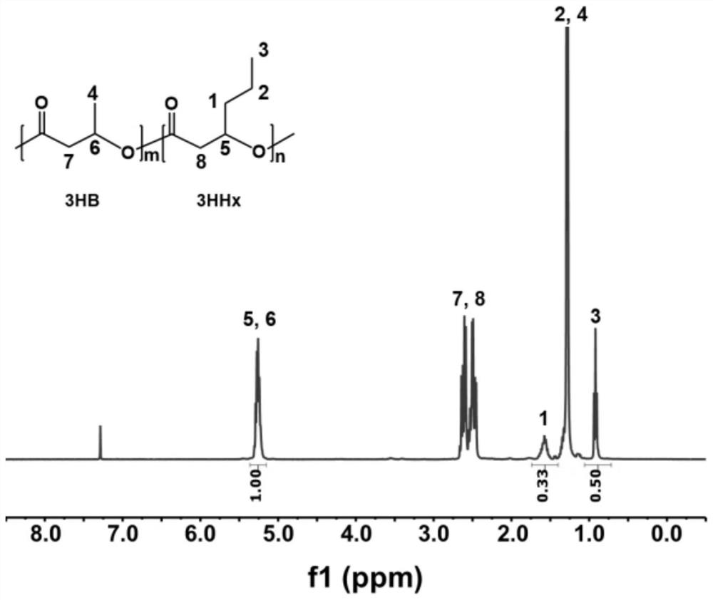 A method for producing short-medium-chain polyhydroxyalkanoate pha and functional derivatives thereof