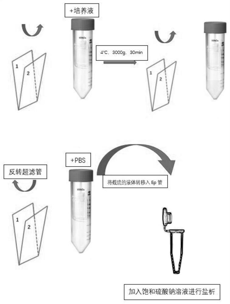 Simple and convenient exosome extraction method
