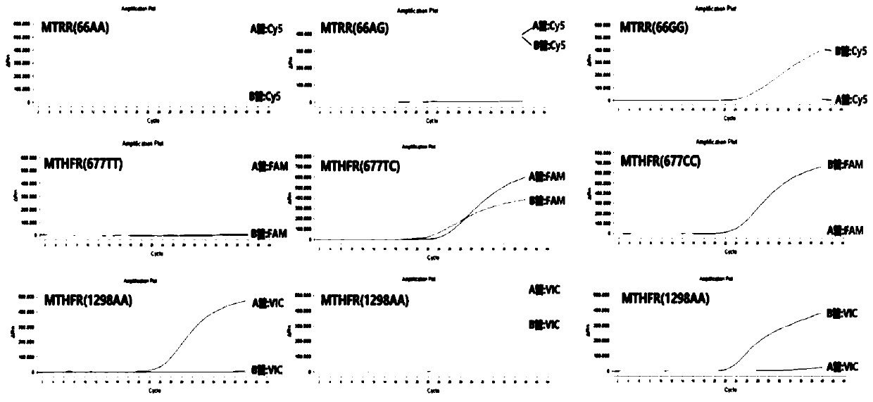 Kit and method for polymorphism detection of metabolism ability genes MTHFR and MTRR of folic acid