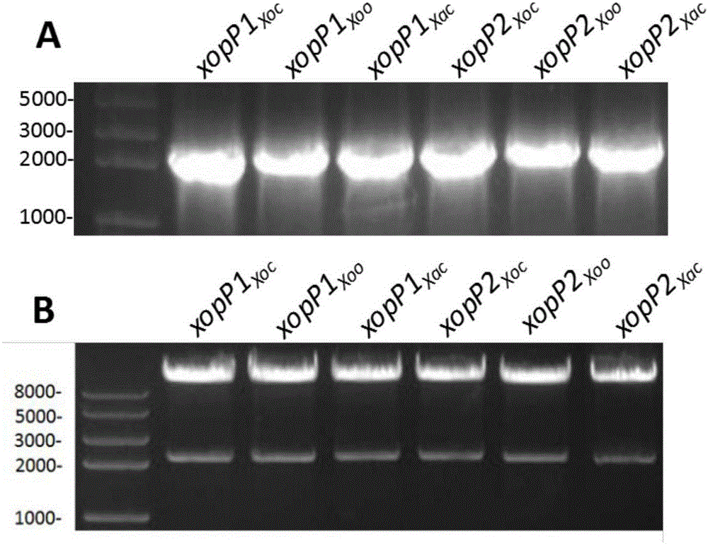 Protein for stimulating hypersensitive response of plants and encoding genes of protein