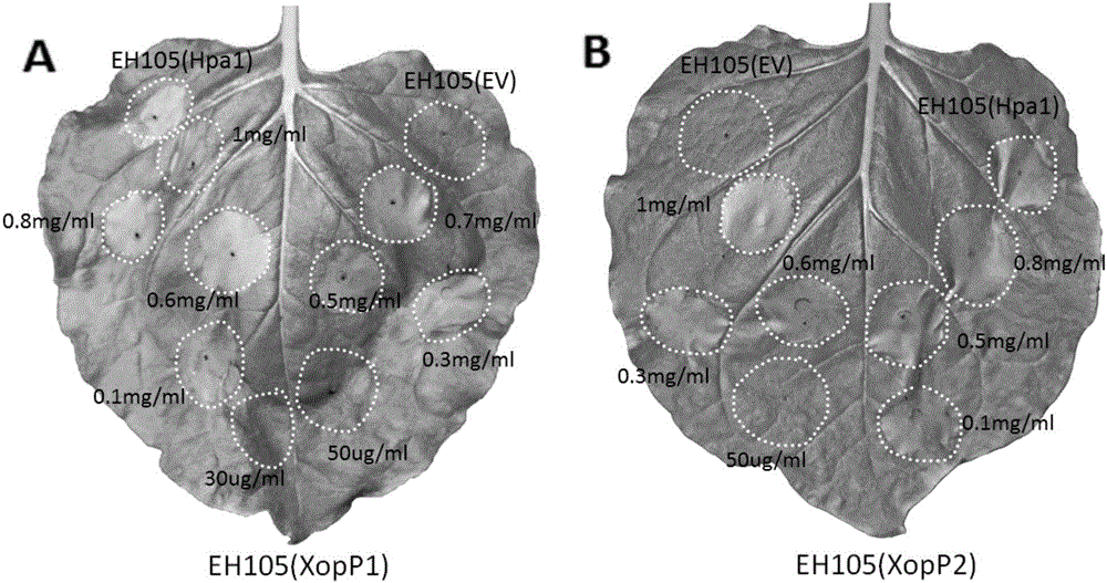 Protein for stimulating hypersensitive response of plants and encoding genes of protein