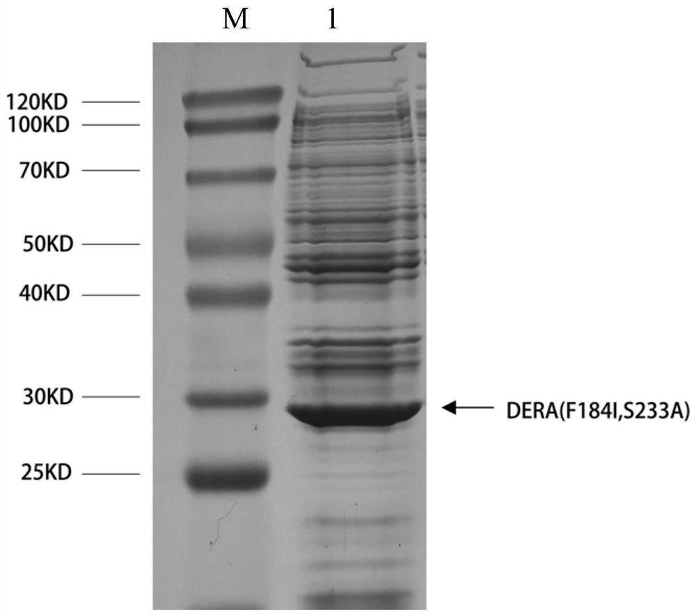 Aldolase mutant as well as coding gene and application thereof