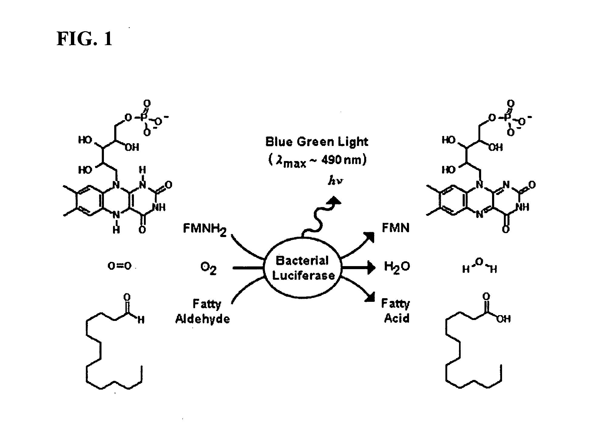 Bioluminescent Plants Comprising Bacterial Lux Operon and Methods of Making Same