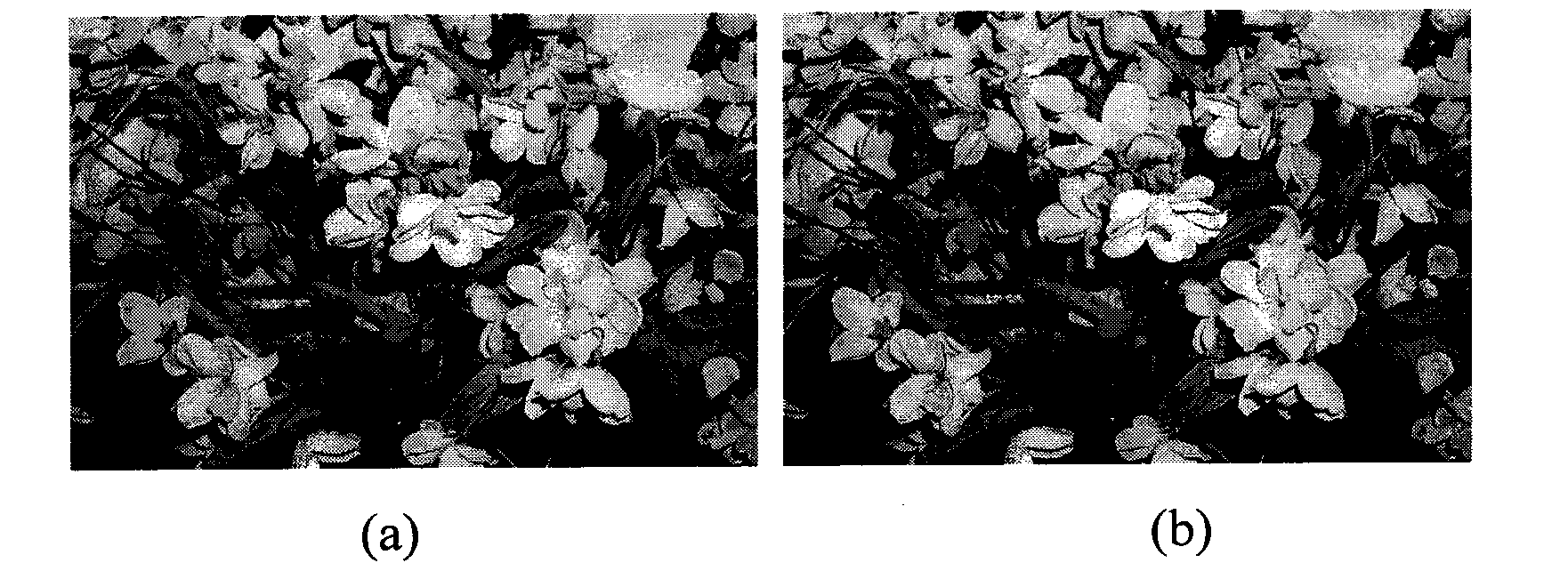 Method for testing compression history of BMP image based on loss amount of image information