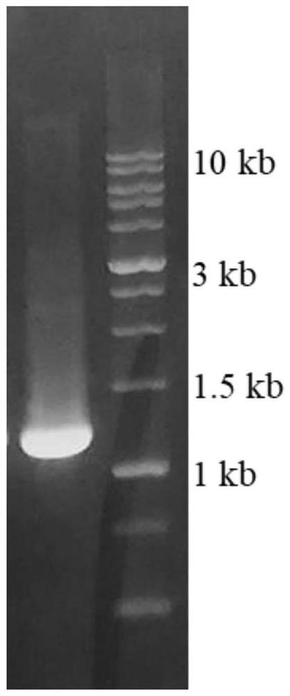 Preparation method and application of novel halophilic archaea extracellular protease