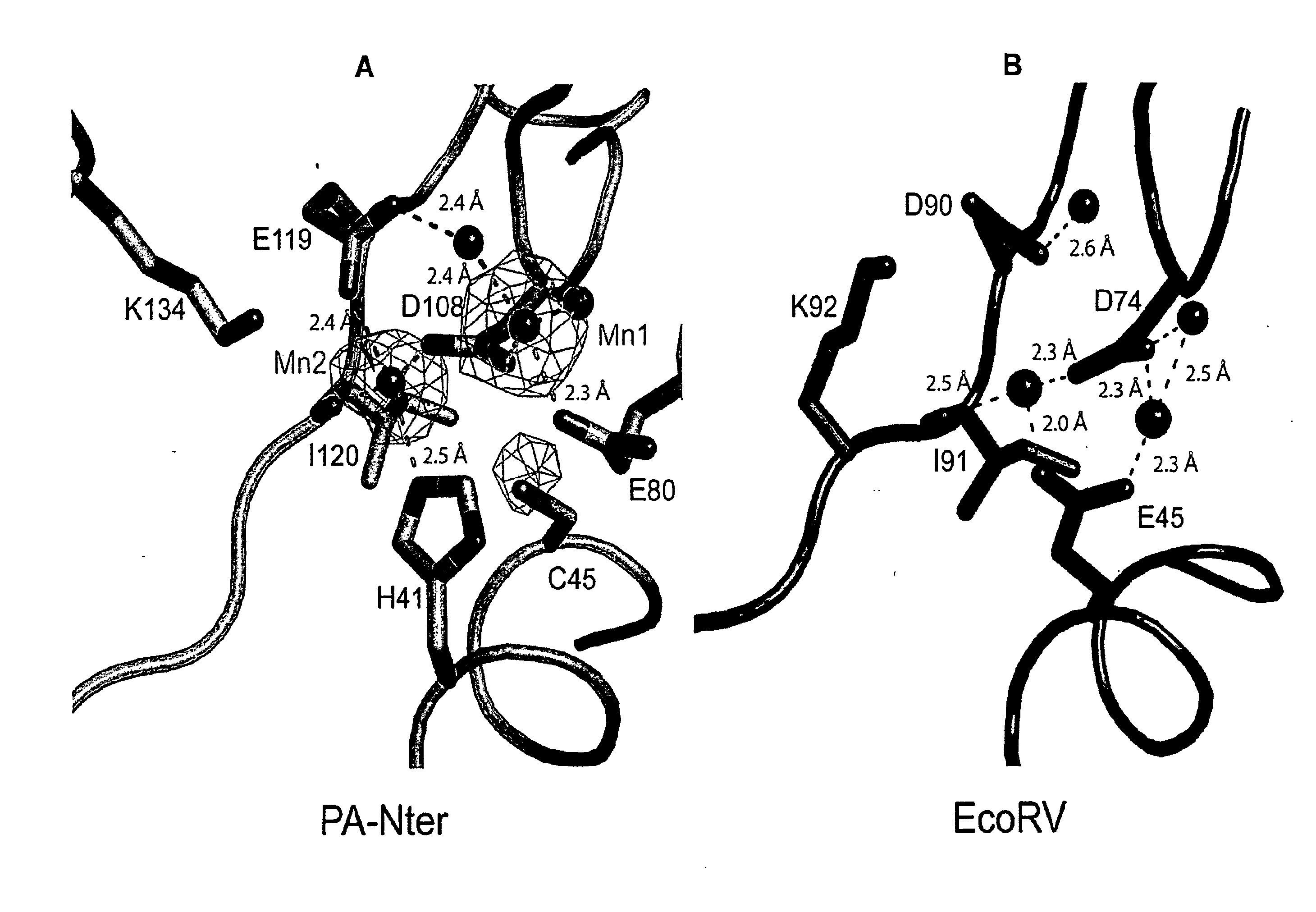 Polypeptide Fragments Comprising Endonuclease Activity and Their Use