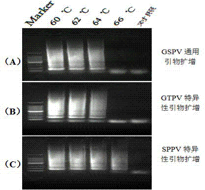 Kit for identifying and detecting sheep pox viruses and goat pox viruses