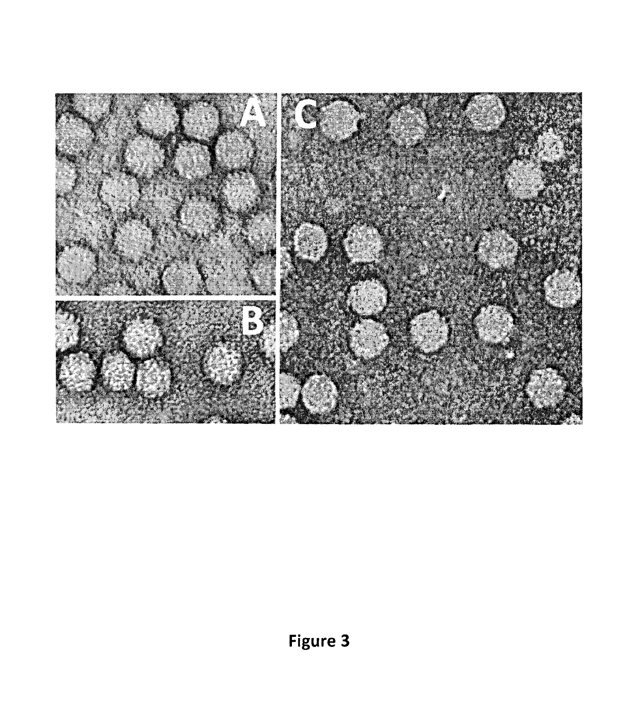 AAV8 Vector with Enhanced Functional Activity and Methods of Use Thereof