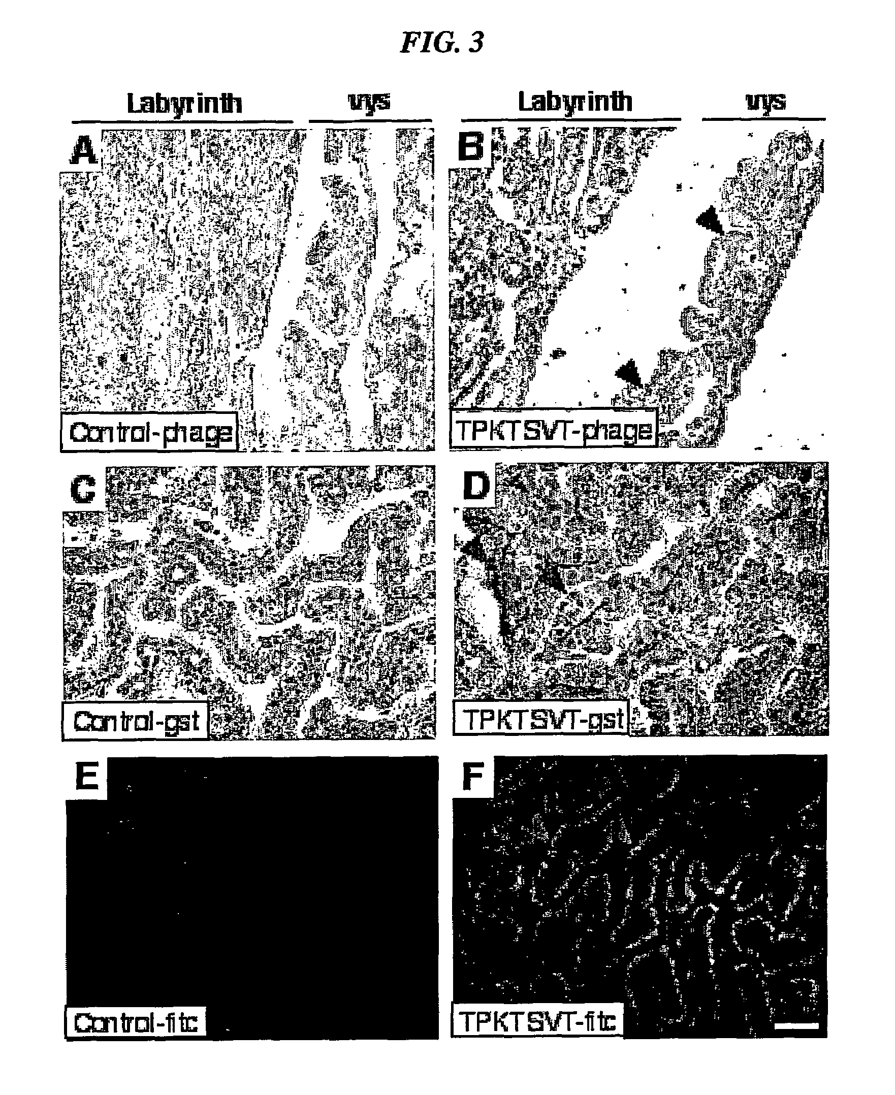 Compositions and methods of use of targeting peptides against placenta and adipose tissues
