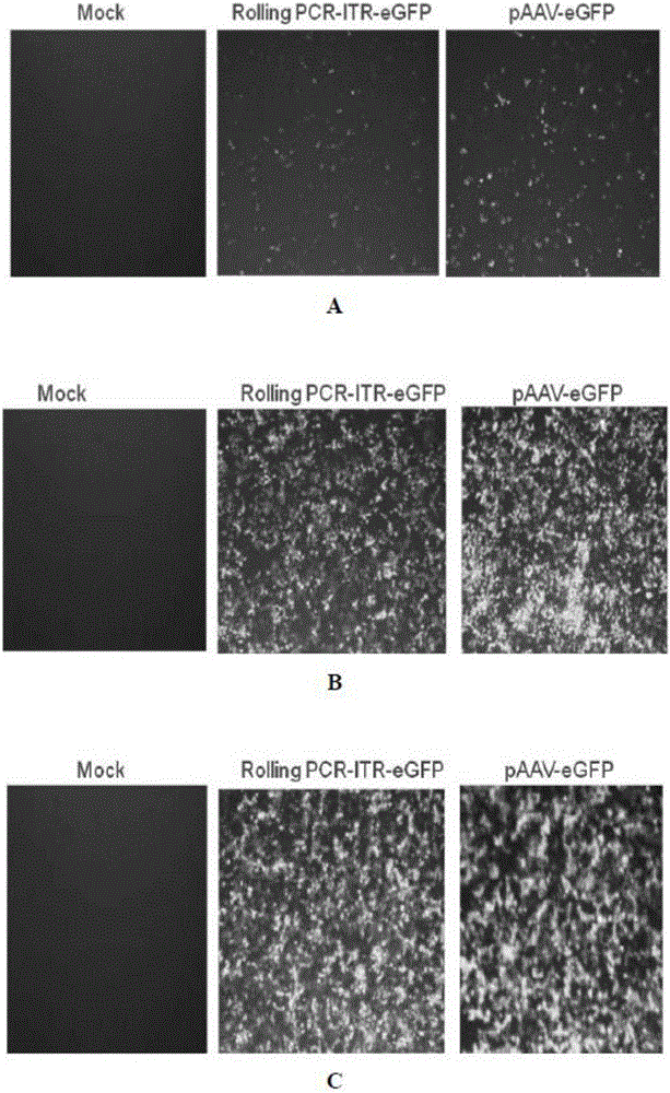 In-vitro preparation method of linear double-chain adeno-associated virus genome