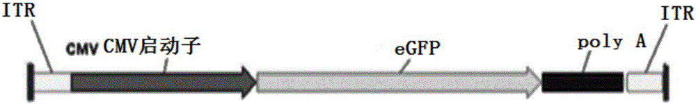 In-vitro preparation method of linear double-chain adeno-associated virus genome