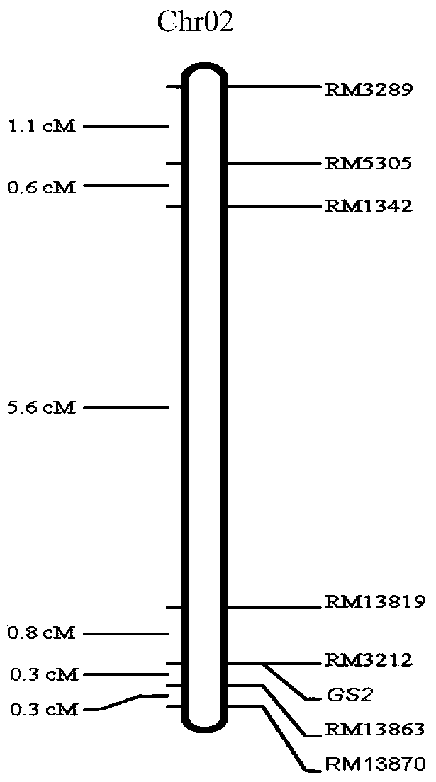 Molecular markers in close linkage with large grain gene GS2 of rice and application thereof
