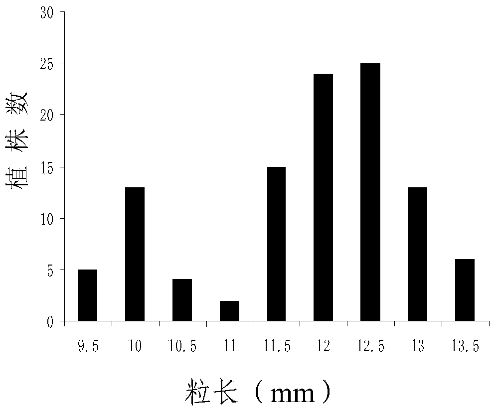 Molecular markers in close linkage with large grain gene GS2 of rice and application thereof