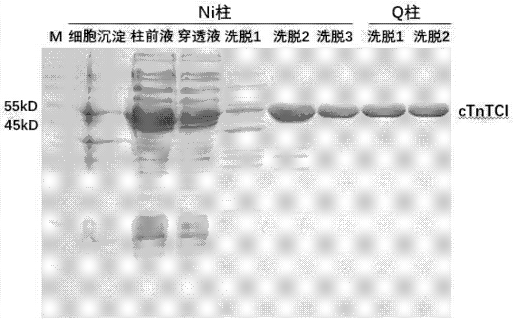 cTnI-cTnC-cTnT tripolymer protein and preparation method thereof, and cTnI detection kit