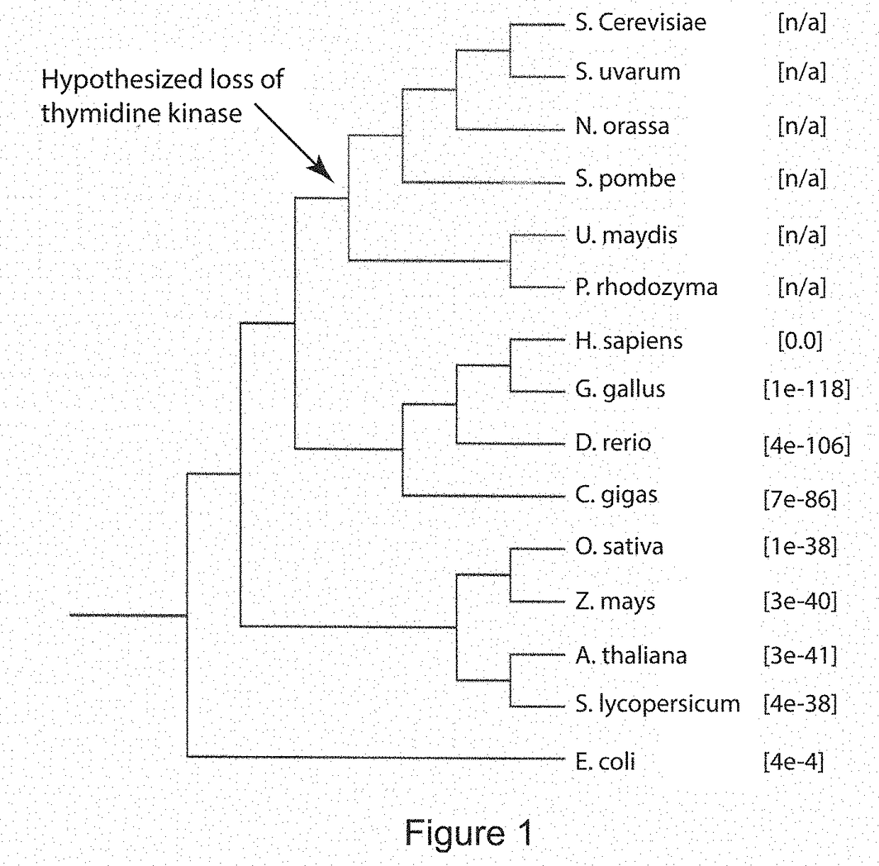 Constructs and methods for genome editing and genetic engineering of fungi and protists