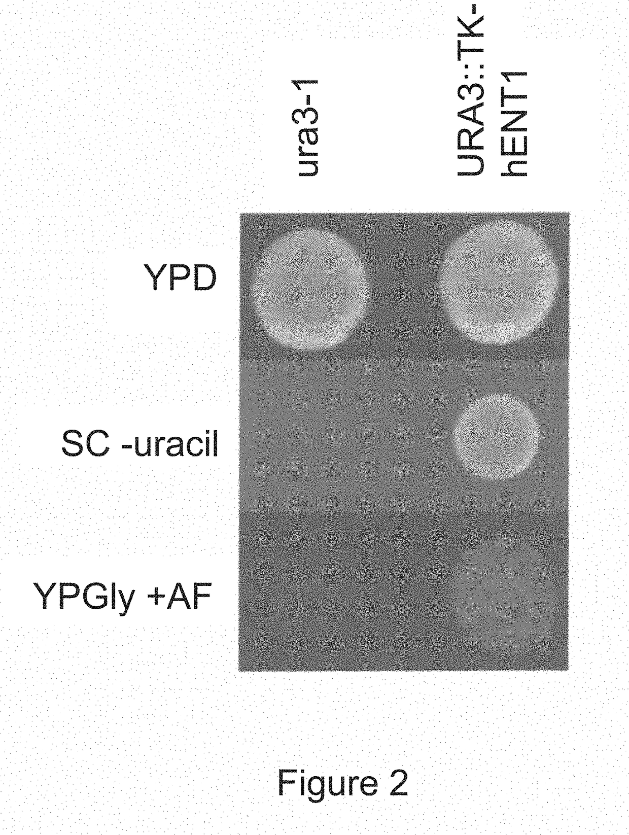 Constructs and methods for genome editing and genetic engineering of fungi and protists